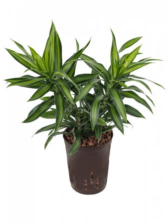 Plante Naturale - Pleomele (Dracaena) reflexa 'Song of Jamaica' 50 cm