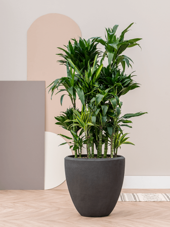 Ghiveci POLYSTONE PLAIN smoke 80 x 80 [1]