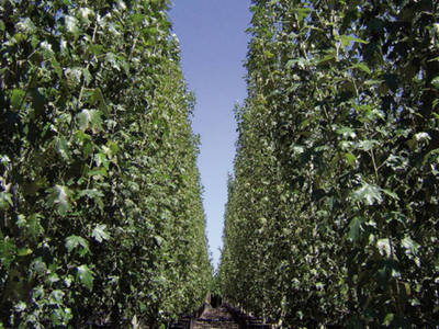 Plante Naturale - Populus Alba Pyramidalis (A. Bolleana)