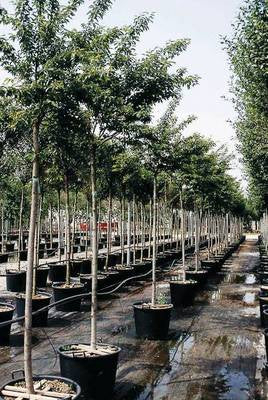 Arbori si arbusti naturali - Prunus Accolade