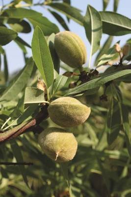 Arbori si arbusti naturali - Prunus Amygdalus - Mandorlo -