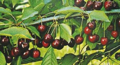 Arbori si arbusti naturali - Prunus Avium - Ciliegio