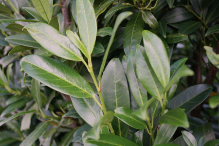 Prunus Laurocerasus Herbergii - Laur Englezesc Herbergii [3]