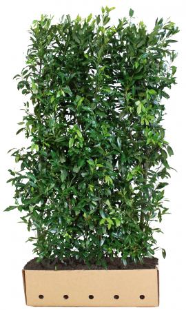 Plante pentru gard viu - Prunus Laurocerasus Herbergii - Laur Englezesc Herbergii