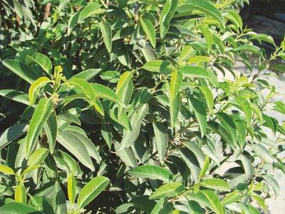 Arbori si arbusti naturali - Prunus Lusitanica Angustifolia