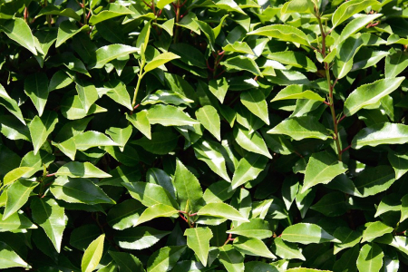 Prunus Lusitanica Angustifolia - Dafin Portughez [3]