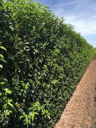 Prunus Lusitanica Angustifolia - Dafin Portughez [1]