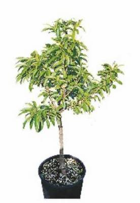 Arbori si arbusti naturali - Prunus Persica -Pesco-