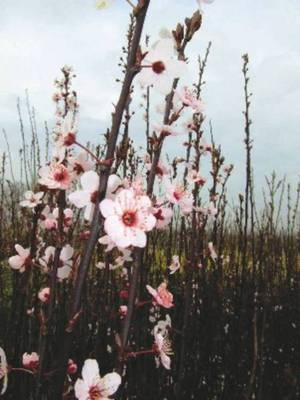 Arbori si arbusti naturali - Prunus Pissardi Nigra