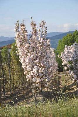 Arbori si arbusti naturali - Prunus Serrulata Amanogawa