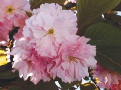 Arbori si arbusti naturali - Prunus Serrulata Kanzan