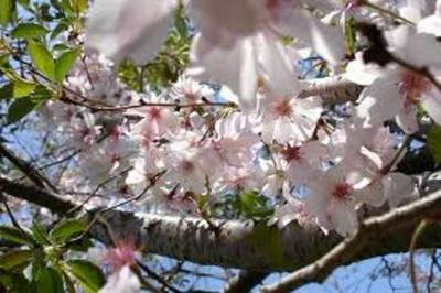 Arbori si arbusti naturali - Prunus Subhirtella Autumnalis