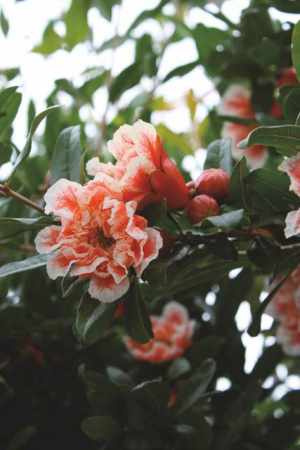 Arbori si arbusti naturali - Punica Granatum