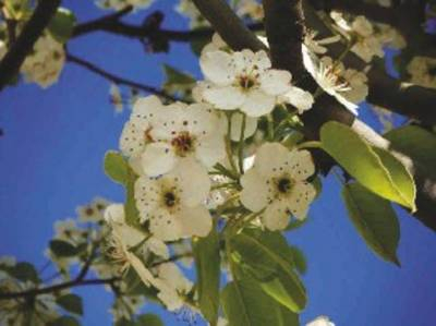 Arbori si arbusti naturali - Pyrus Calleryana Chanticleer