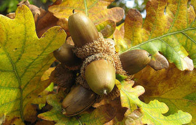 Plante Naturale - Quercus Frainetto