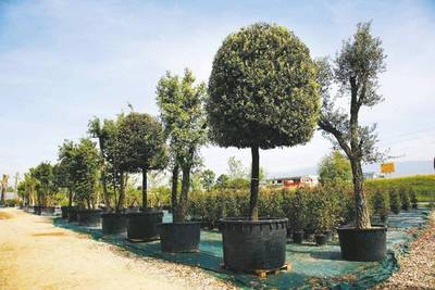 Plante Naturale - Quercus Ilex
