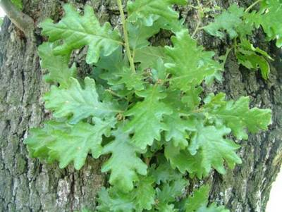 Plante Naturale - Quercus Pubescens