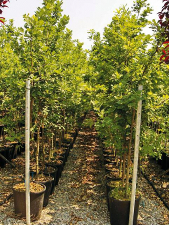 Plante Naturale - Quercus Robur