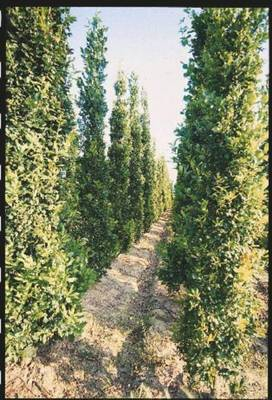 Plante Naturale - Quercus Robur Fast. Koster