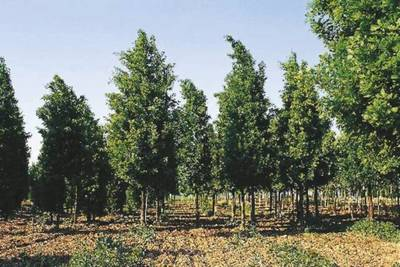 Plante Naturale - Quercus Robur Fastigiata