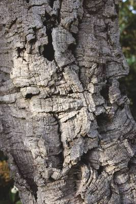 Plante Naturale - Quercus Suber