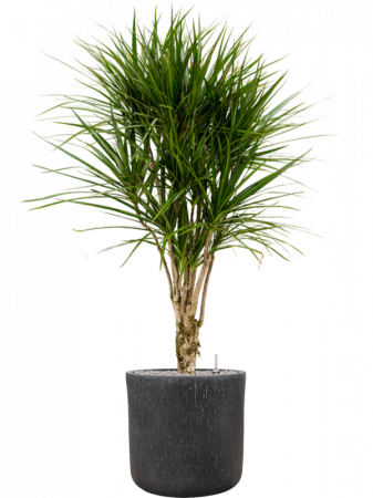 Ghiveci RAINDROP antracit 42 x 41 [2]