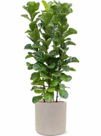 Ghiveci RAINDROP beige 42 x 41 [1]