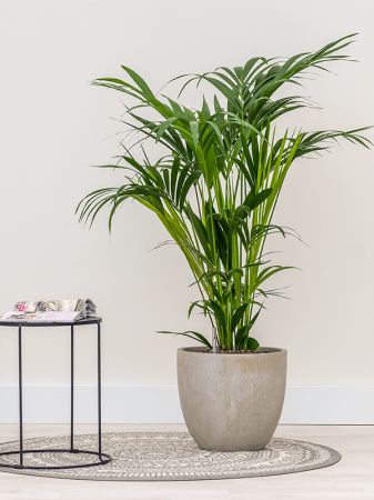 Ghiveci RAINDROP beige 54 x 51 [1]