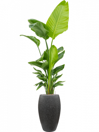 Ghiveci RAINDROP Emperor antracit 37 x 60 [2]
