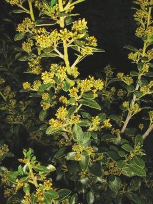 Plante Naturale - Rhamnus Alaternus