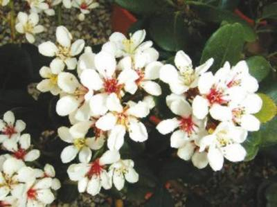 Arbori si arbusti naturali - Rhaphiolepis Umbellata Ovata
