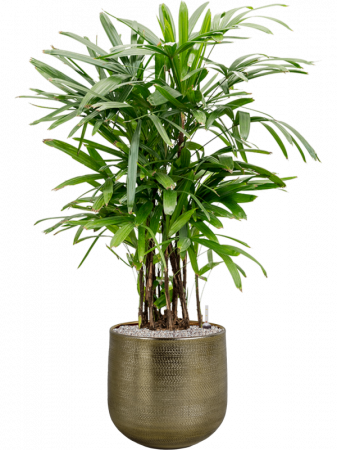 Rhapis excelsa 130 cm [1]