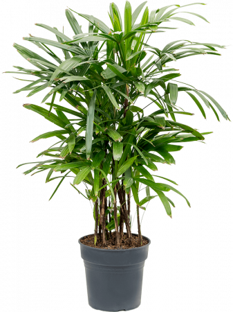 Plante Naturale - Rhapis excelsa 130 cm