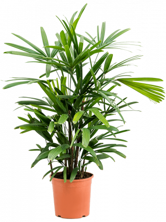 Plante Naturale - Rhapis excelsa 90 cm