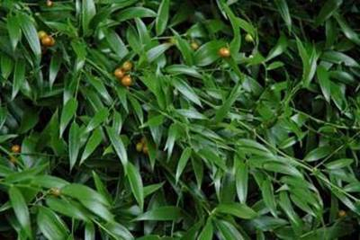 Plante Naturale - Ruscus Racemosus