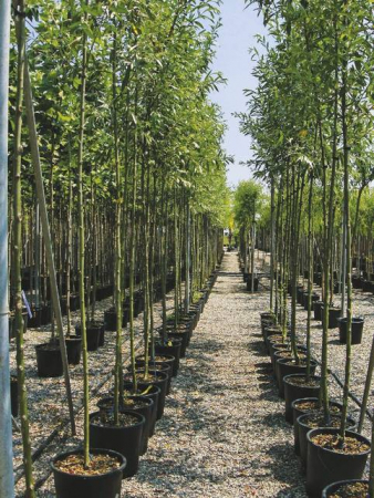 Plante Naturale - Salix Alba