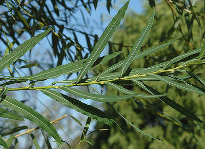Arbori si arbusti naturali - Salix Babilonica Aurea