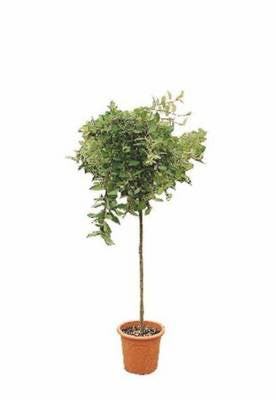 Plante Naturale - Salix Caprea Pendula