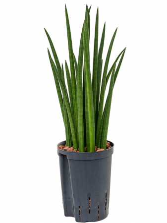 Plante in ghiveci - Sansevieria cylindrica 'Spikes' 55 cm