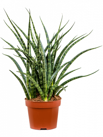 Sansevieria kirkii 'Fernwood Punk' 6 buc/set 30 cm [1]