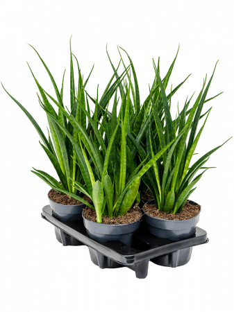 Plante Naturale - Sansevieria kirkii 'Friends' 4 buc/set 45 cm