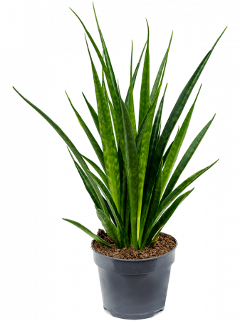 Sansevieria kirkii 'Friends' 4 buc/set 45 cm [1]