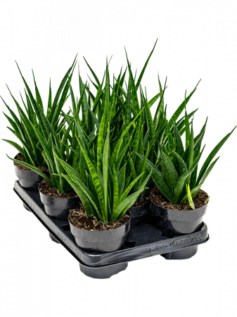 Plante Naturale - Sansevieria kirkii 'Friends' 8 buc/set 35 cm