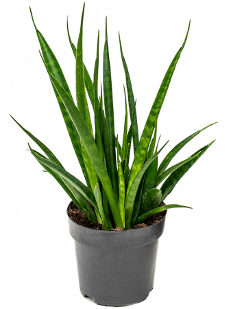 Sansevieria kirkii 'Friends' 8 buc/set 35 cm [1]