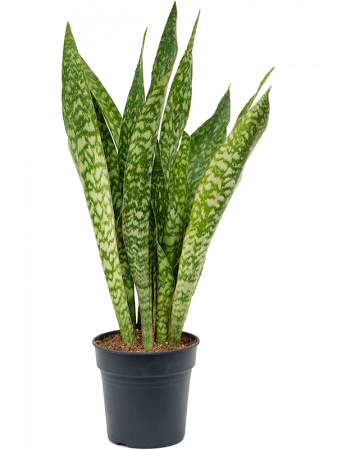 Plante Naturale - Sansevieria masoniana 'Dragon' 70 cm