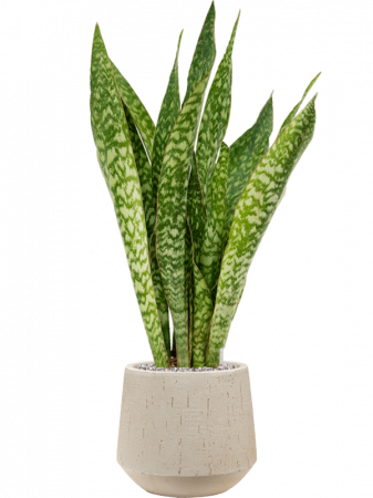 Sansevieria masoniana 'Dragon' 70 cm [1]