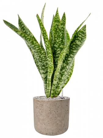 Sansevieria masoniana 'Dragon' 85 cm [1]