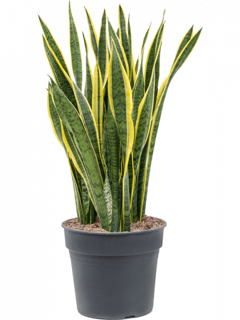 Plante Naturale - Sansevieria trifasciata 'Laurentii' 110 cm