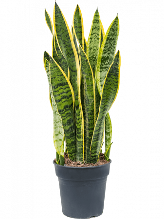 Plante Naturale - Sansevieria trifasciata 'Laurentii' 65 cm