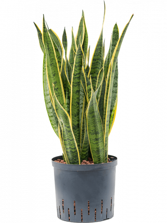 Plante Naturale - Sansevieria trifasciata 'Laurentii' 70 cm